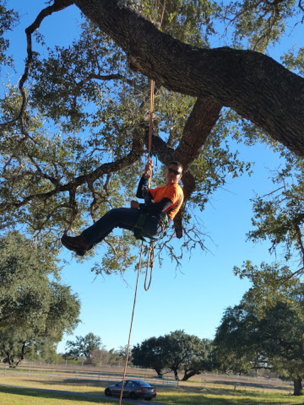 Remove Troublesome Trees With Help From Lopez Tree Service